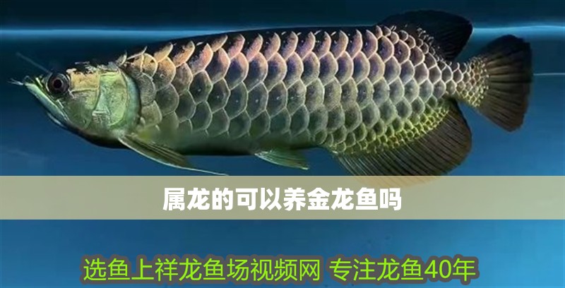 屬龍的可以養金龍魚嗎