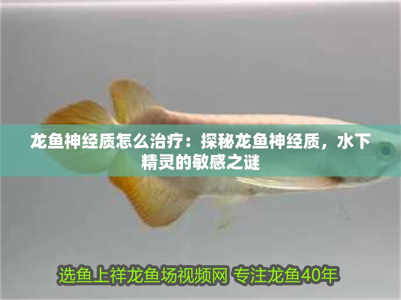 龍魚神經質怎么治療：探秘龍魚神經質，水下精靈的敏感之謎