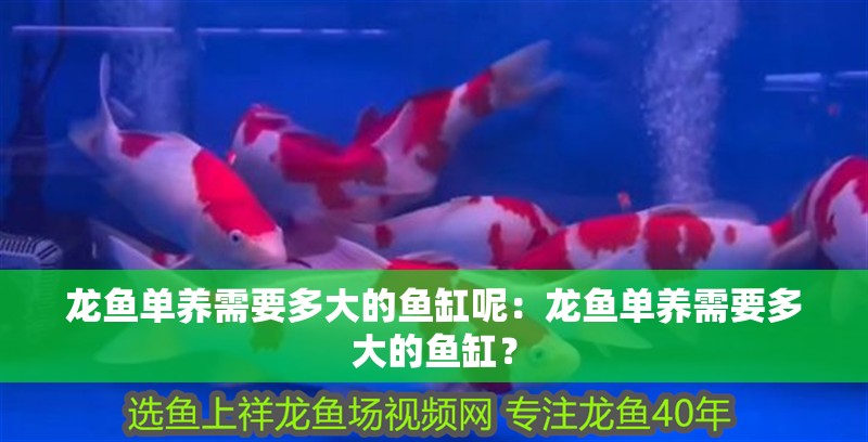 龍魚單養需要多大的魚缸呢：龍魚單養需要多大的魚缸？