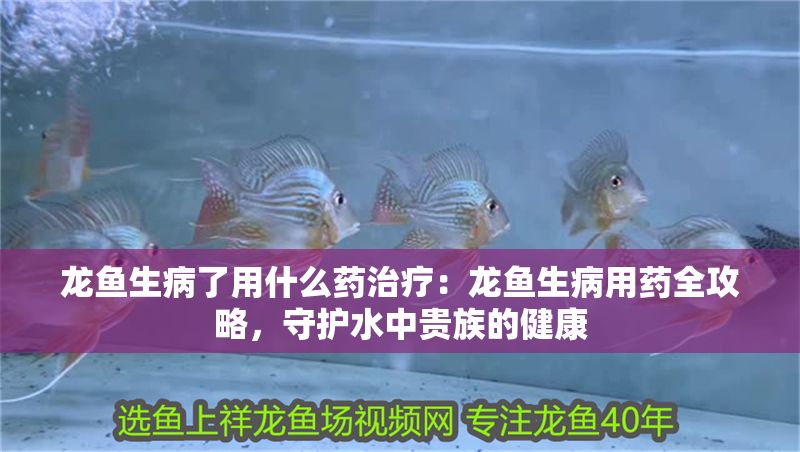 龍魚生病了用什么藥治療：龍魚生病用藥全攻略，守護水中貴族的健康