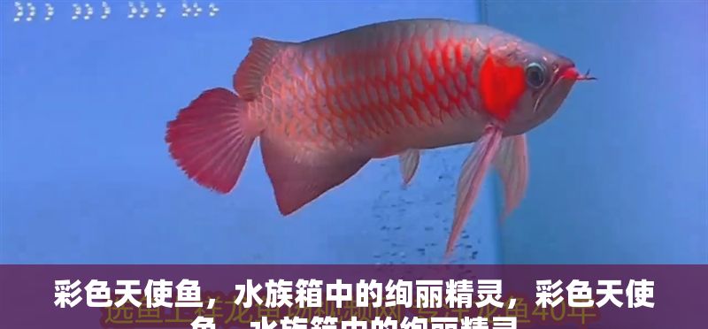 彩色天使魚，水族箱中的絢麗精靈，彩色天使魚，水族箱中的絢麗精靈