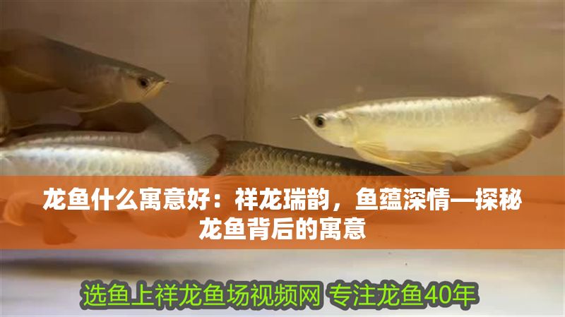 龍魚什么寓意好：祥龍瑞韻，魚蘊深情—探秘龍魚背后的寓意