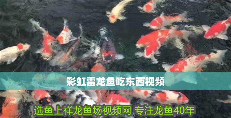 彩虹雷龍魚吃東西視頻