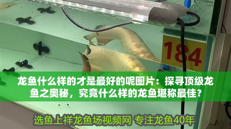 龍魚什么樣的才是最好的呢圖片：探尋頂級龍魚之奧秘，究竟什么樣的龍魚堪稱最佳？
