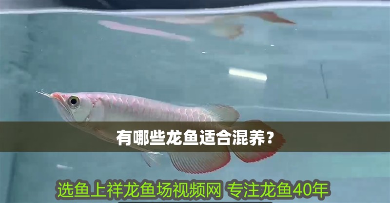 有哪些龍魚適合混養？