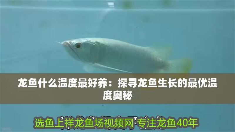 龍魚什么溫度最好養：探尋龍魚生長的最優溫度奧秘