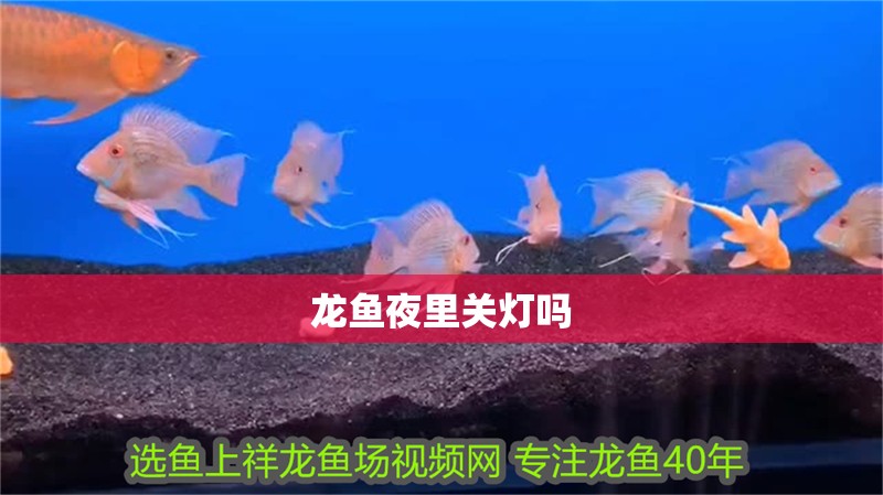 龍魚夜里關(guān)燈嗎