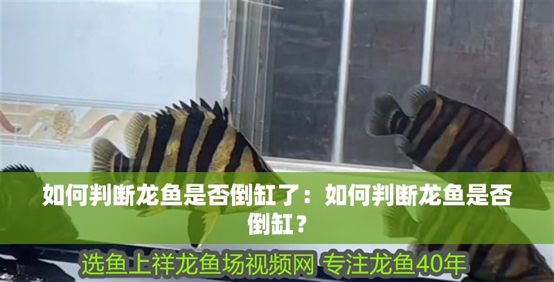 如何判斷龍魚是否倒缸了：如何判斷龍魚是否倒缸？