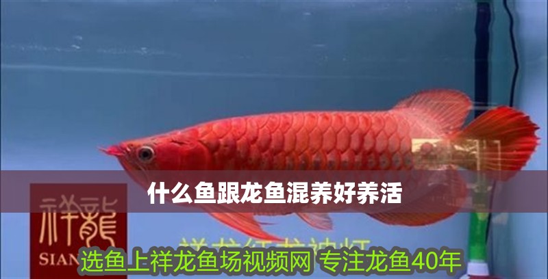 什么魚跟龍魚混養好養活