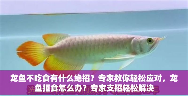龍魚不吃食有什么絕招？專家教你輕松應對，龍魚拒食怎么辦？專家支招輕松解決