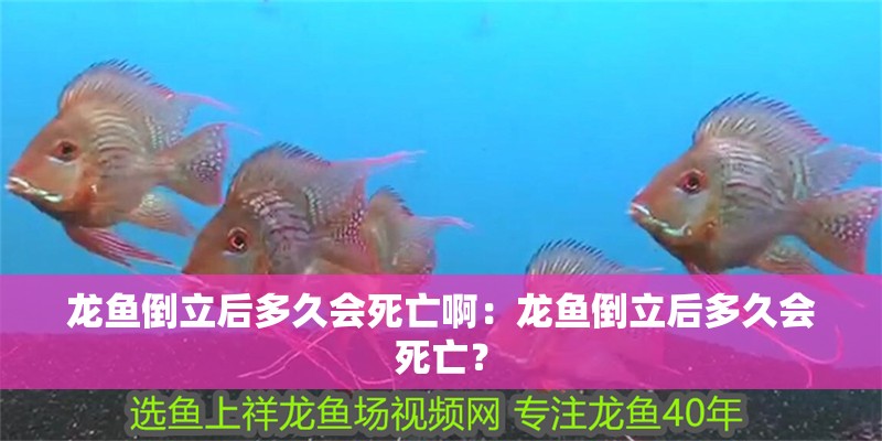 龍魚倒立后多久會死亡啊：龍魚倒立后多久會死亡？