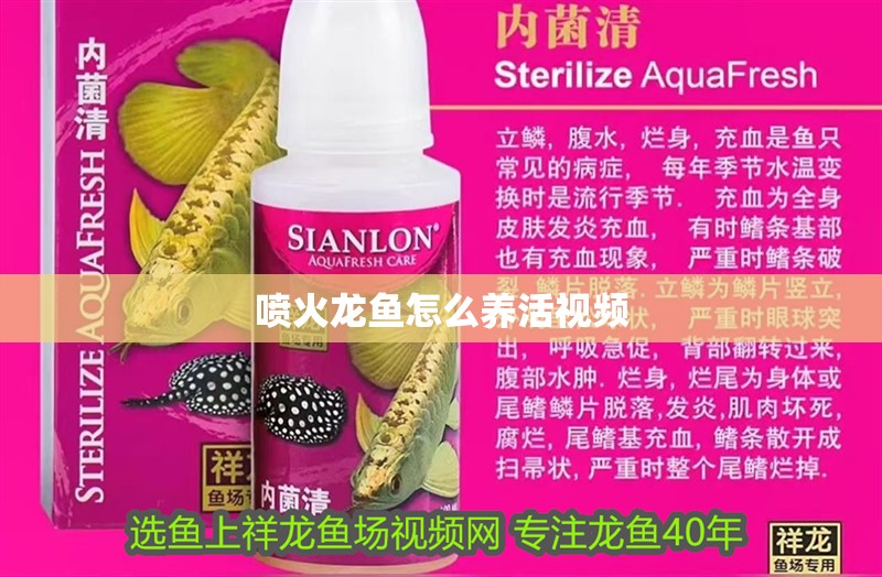 噴火龍魚怎么養活視頻