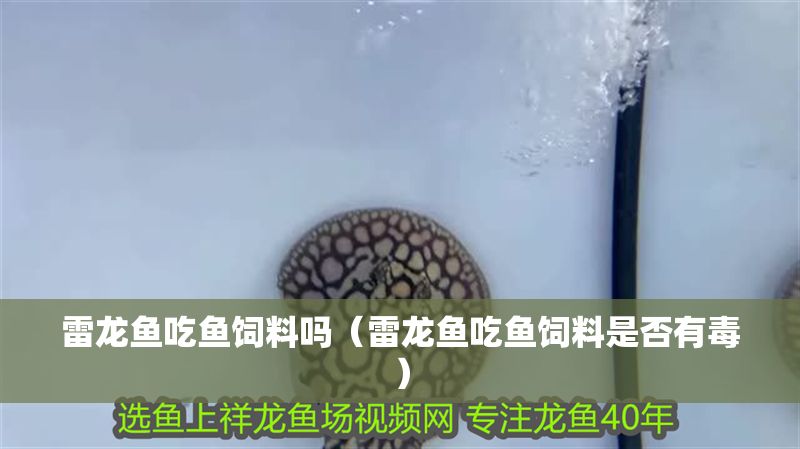 雷龍魚吃魚飼料嗎（雷龍魚吃魚飼料是否有毒）
