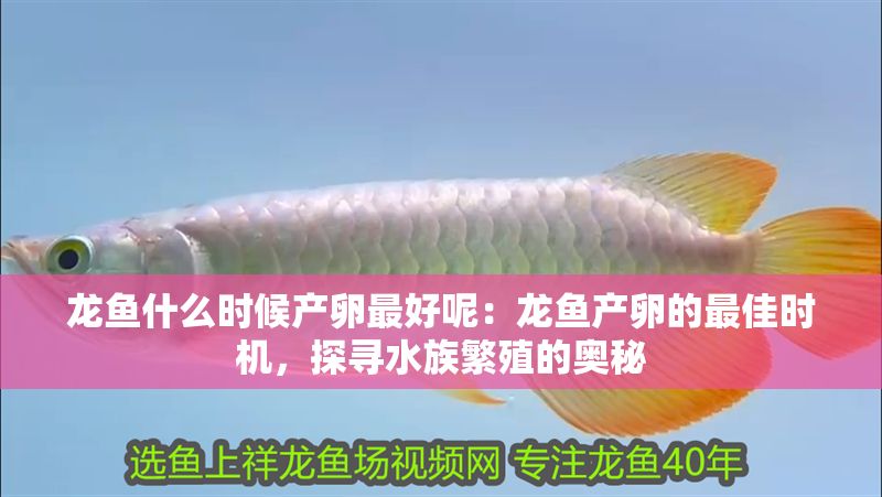 龍魚什么時候產(chǎn)卵最好呢：龍魚產(chǎn)卵的最佳時機，探尋水族繁殖的奧秘