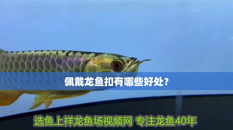 佩戴龍魚扣有哪些好處？