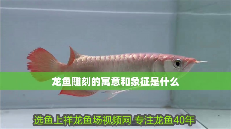 龍魚雕刻的寓意和象征是什么