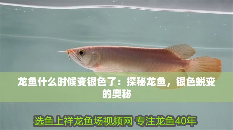 龍魚什么時候變銀色了：探秘龍魚，銀色蛻變的奧秘