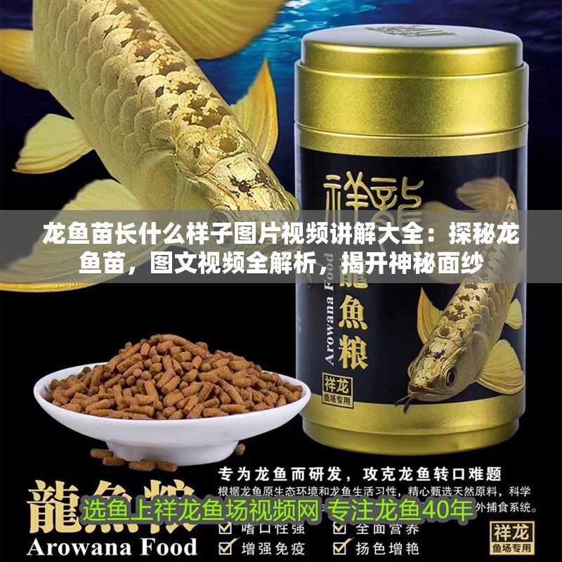 龍魚苗長什么樣子圖片視頻講解大全：探秘龍魚苗，圖文視頻全解析，揭開神秘面紗