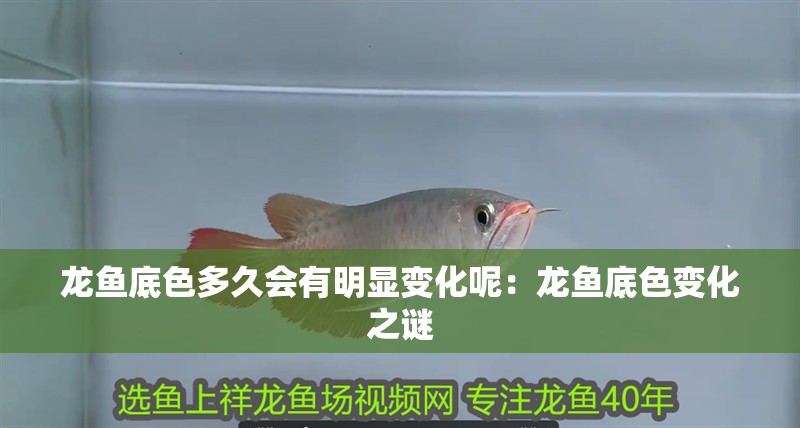 龍魚底色多久會有明顯變化呢：龍魚底色變化之謎