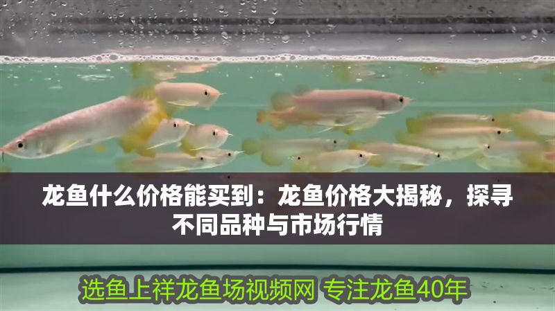 龍魚什么價格能買到：龍魚價格大揭秘，探尋不同品種與市場行情