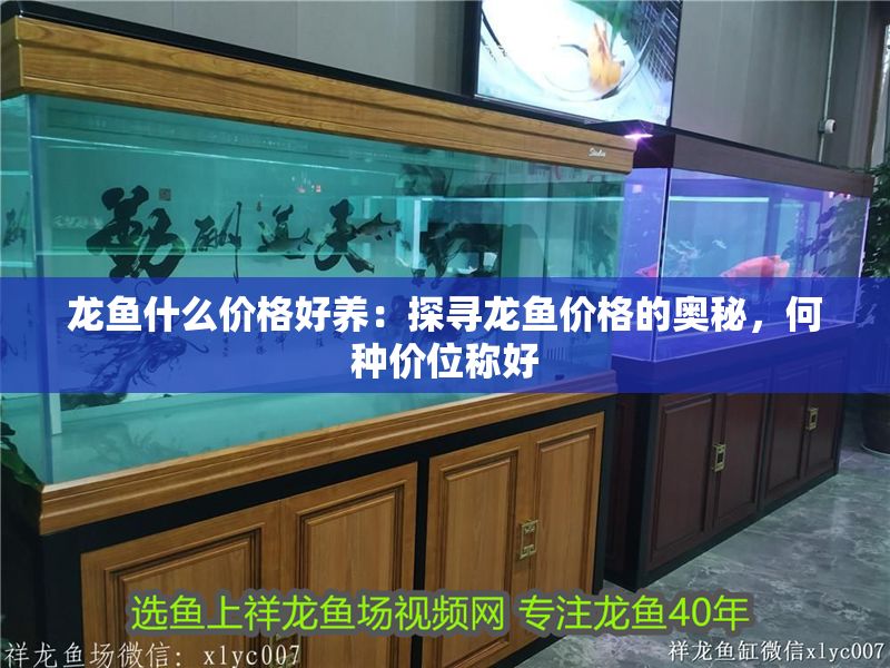龍魚什么價格好養(yǎng)：探尋龍魚價格的奧秘，何種價位稱好