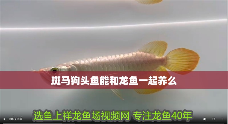 斑馬狗頭魚能和龍魚一起養(yǎng)么