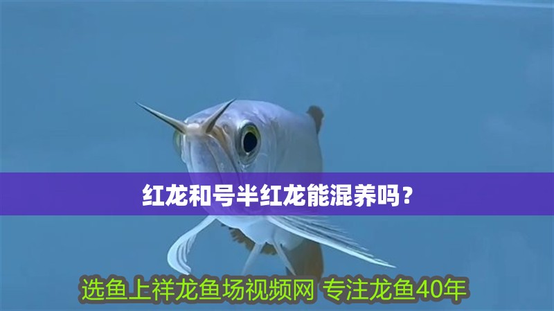 紅龍和號半紅龍能混養嗎？