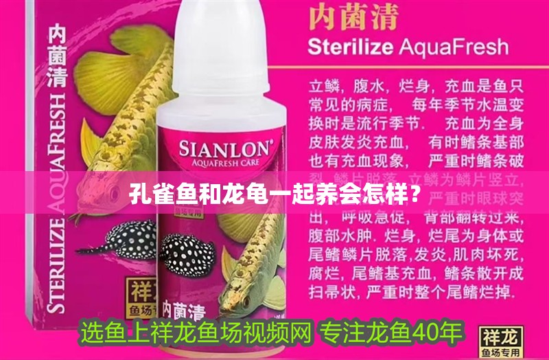 孔雀魚(yú)和龍龜一起養(yǎng)會(huì)怎樣？