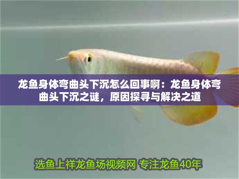 龍魚身體彎曲頭下沉怎么回事啊：龍魚身體彎曲頭下沉之謎，原因探尋與解決之道