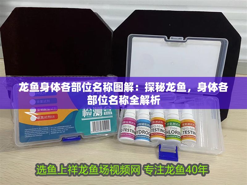 龍魚身體各部位名稱圖解：探秘龍魚，身體各部位名稱全解析
