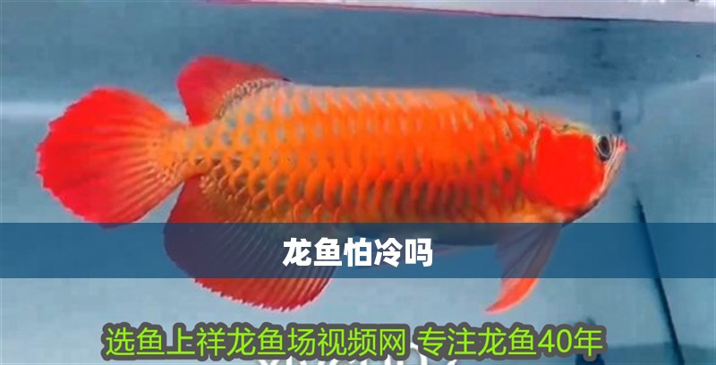 龍魚怕冷嗎