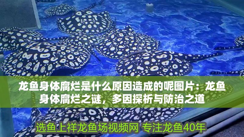 龍魚(yú)身體腐爛是什么原因造成的呢圖片：龍魚(yú)身體腐爛之謎，多因探析與防治之道