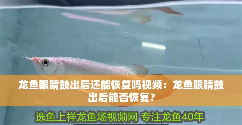 龍魚眼睛鼓出后還能恢復(fù)嗎視頻：龍魚眼睛鼓出后能否恢復(fù)？