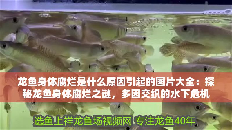 龍魚身體腐爛是什么原因引起的圖片大全：探秘龍魚身體腐爛之謎，多因交織的水下危機