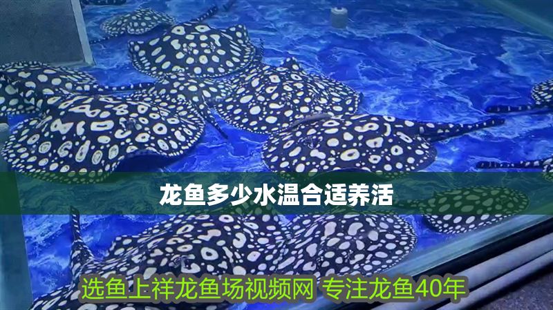 龍魚多少水溫合適養活 龍魚多少水溫合適養活 龍魚百科 第2張
