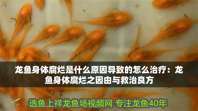 龍魚身體腐爛是什么原因導致的怎么治療：龍魚身體腐爛之因由與救治良方
