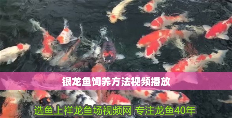 銀龍魚飼養(yǎng)方法視頻播放
