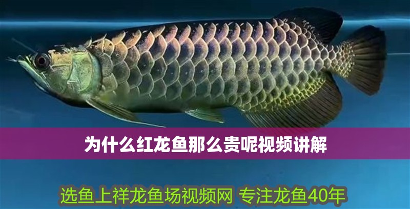 為什么紅龍魚那么貴呢視頻講解