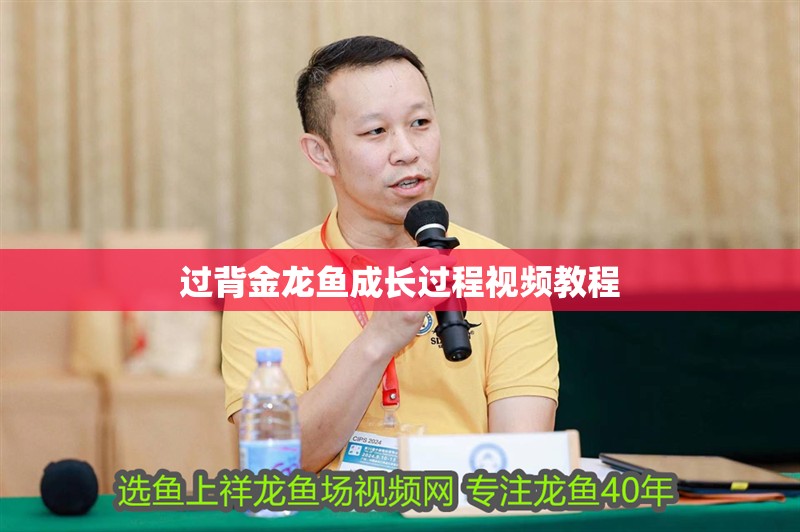 過背金龍魚成長過程視頻教程