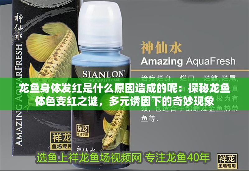 龍魚(yú)身體發(fā)紅是什么原因造成的呢：探秘龍魚(yú)體色變紅之謎，多元誘因下的奇妙現(xiàn)象
