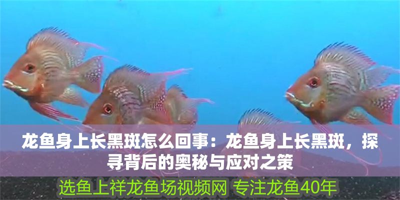 龍魚身上長黑斑怎么回事：龍魚身上長黑斑，探尋背后的奧秘與應對之策