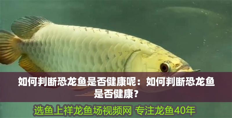 如何判斷恐龍魚是否健康呢：如何判斷恐龍魚是否健康？