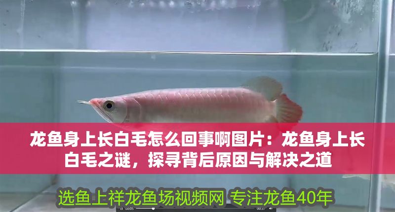 龍魚身上長白毛怎么回事啊圖片：龍魚身上長白毛之謎，探尋背后原因與解決之道