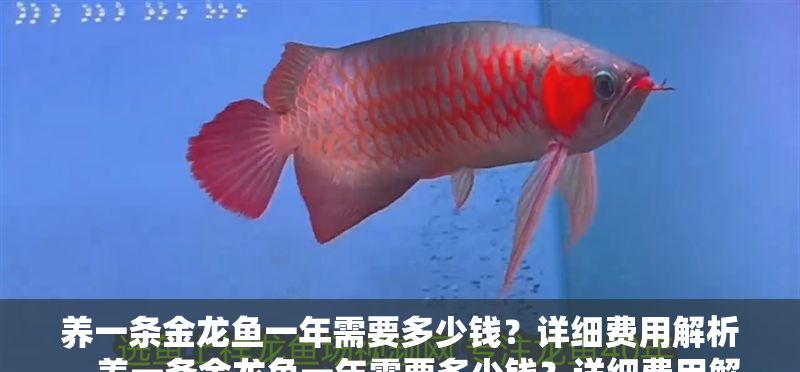 養一條金龍魚一年需要多少錢？詳細費用解析，養一條金龍魚一年需要多少錢？詳細費用解析