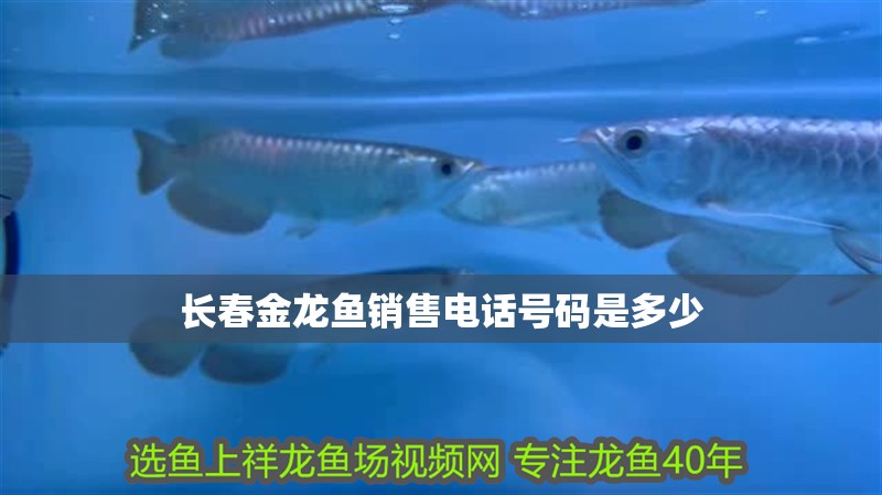 長春金龍魚銷售電話號碼是多少