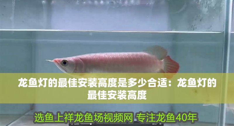龍魚(yú)燈的最佳安裝高度是多少合適：龍魚(yú)燈的最佳安裝高度