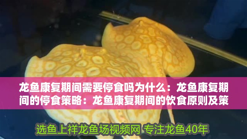 龍魚康復期間需要停食嗎為什么：龍魚康復期間的停食策略：龍魚康復期間的飲食原則及策略分析龍魚康復期間停食策略