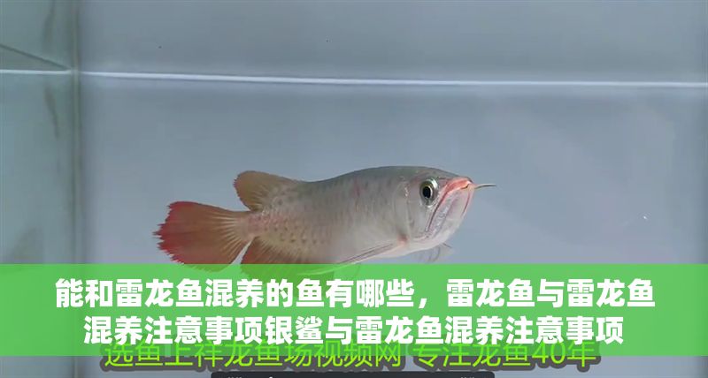 能和雷龍魚混養(yǎng)的魚有哪些，雷龍魚與雷龍魚混養(yǎng)注意事項銀鯊與雷龍魚混養(yǎng)注意事項