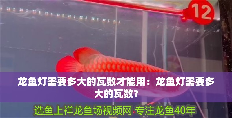 黃公龍魚圖片大全