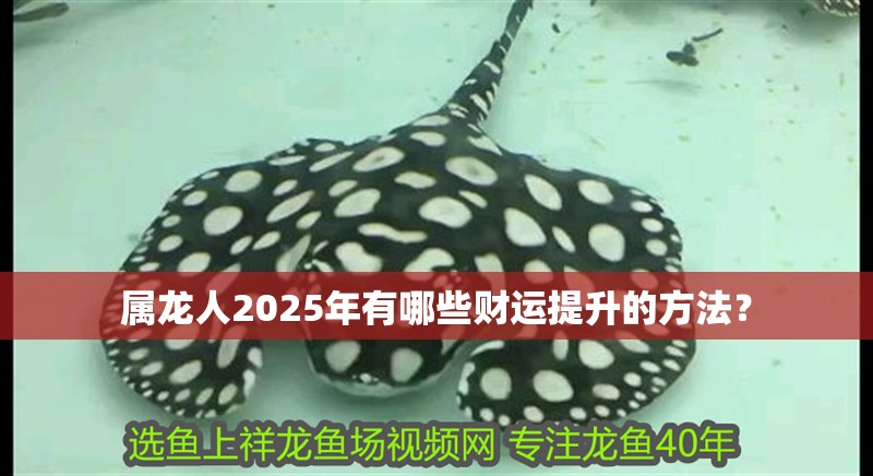 屬龍人2025年有哪些財運提升的方法？
